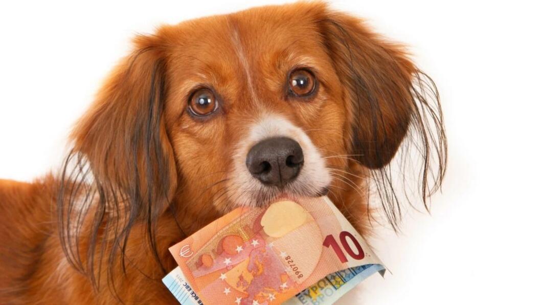 hondenbelasting afschaffen