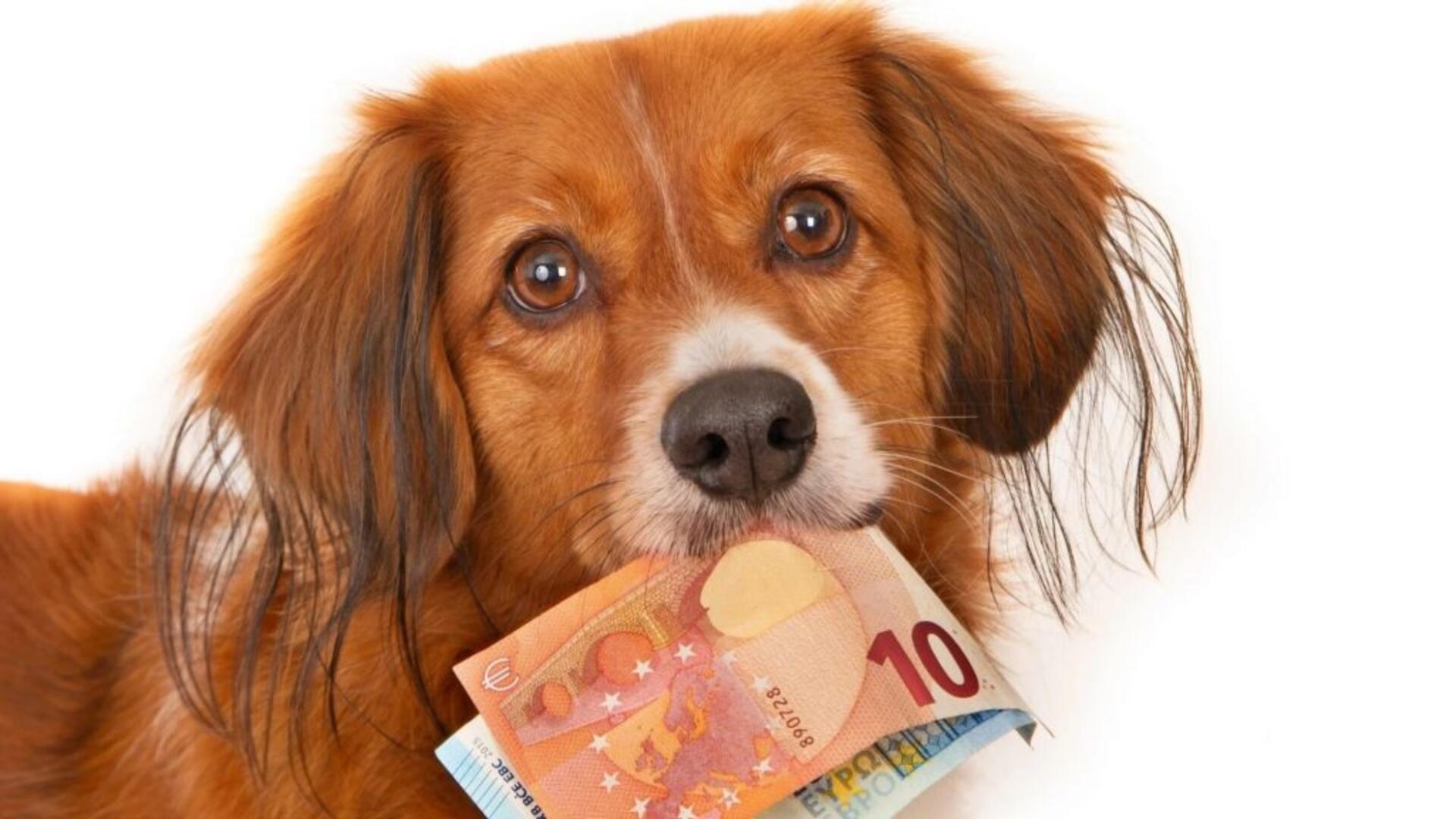 hondenbelasting afschaffen